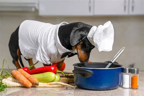 Best food for dachshunds. Things To Know About Best food for dachshunds. 